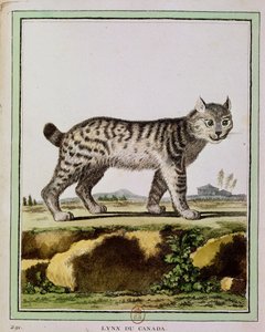 Canadian Lynx